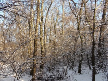 Yoğun karla kaplı ormandan ağaçların tepesine kadar uzanan ve batan güneşin ışınlarıyla aydınlatılan bir manzara..