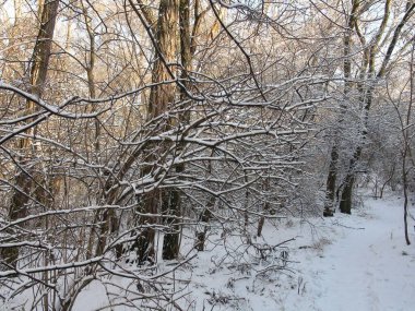 Genç ağaçların dallarının inanılmaz güzelliği Dinyeper ormanının çalılıklarında temiz bir kar örtüsüyle kaplıydı..