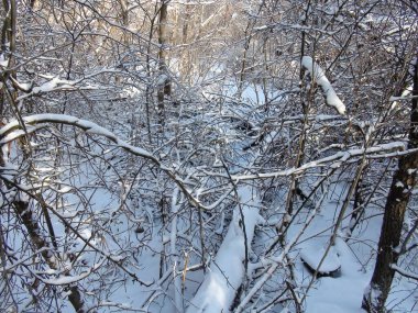 Soğuk ve güneşli bir günde, parlak beyaz karlı bir halının altında bozkır ormanının manzarası..