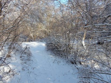 Ormanın derinliklerine giden bir orman şeridinin kenarındaki karla kaplı bir yolun manzarası mavi gökyüzüne yükseliyor gibi görünüyor..