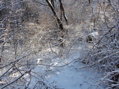 Şiddetli don bile sizi Ocak güneşinin parlak ışınları altında karla kaplı orman ağaçlarının inanılmaz renklerinden zevk almaktan alıkoymuyor..