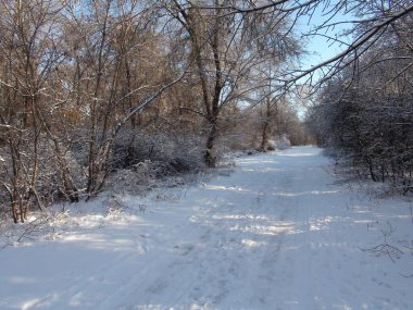 Ormanın derinliklerine giden bir orman şeridinin kenarındaki karla kaplı bir yolun manzarası mavi gökyüzüne yükseliyor gibi görünüyor..