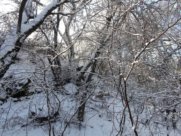 Kış ormanının derinliklerinde, ışıl ışıl beyaz kardan oluşan ılık yumuşak bir halı ile kaplı eşsiz bir doğal resim..