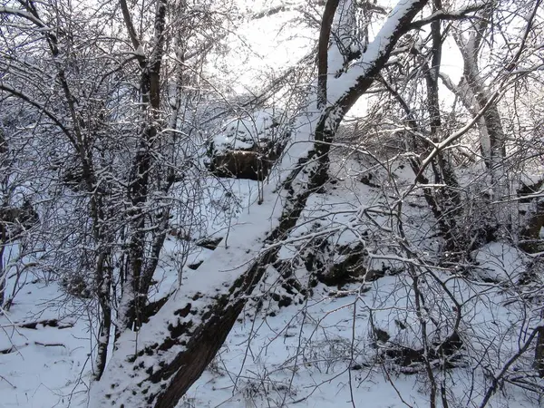 Kış ormanının derinliklerinde, ışıl ışıl beyaz kardan oluşan ılık yumuşak bir halı ile kaplı eşsiz bir doğal resim..