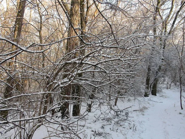 Genç ağaçların dallarının inanılmaz güzelliği Dinyeper ormanının çalılıklarında temiz bir kar örtüsüyle kaplıydı..