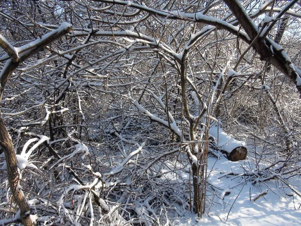 Soğuk ve güneşli bir günde, parlak beyaz karlı bir halının altında bozkır ormanının manzarası..