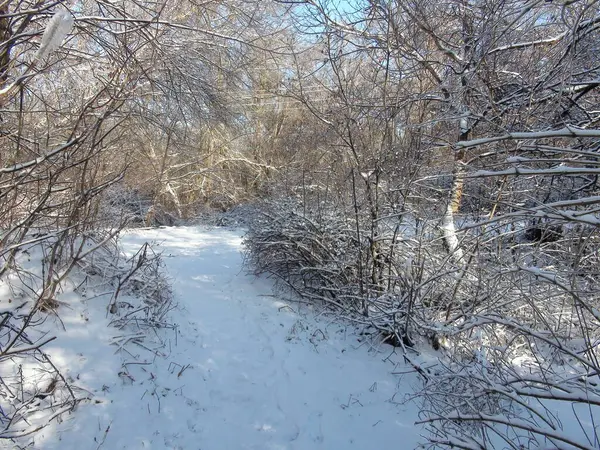 Ormanın derinliklerine giden bir orman şeridinin kenarındaki karla kaplı bir yolun manzarası mavi gökyüzüne yükseliyor gibi görünüyor..