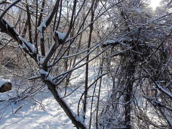 Soğuk Ocak güneşinin altında bozkır ormanlarındaki karla kaplı çalıların inanılmaz doğal bir resmi..