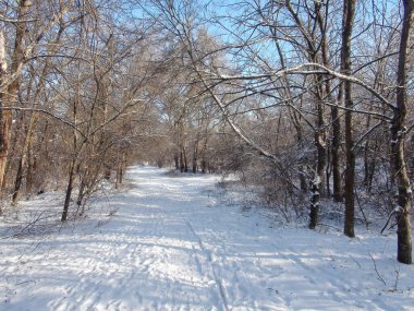 Taze bir kar halısının altında, akşam güneşinin ışınlarının içinden geçmeye çalıştığı kar beyazı orman çalılıklarıyla çevrili harika bir orman manzarası..