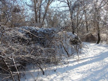 Taze bir kar halısının altında, akşam güneşinin ışınlarının içinden geçmeye çalıştığı kar beyazı orman çalılıklarıyla çevrili harika bir orman manzarası..