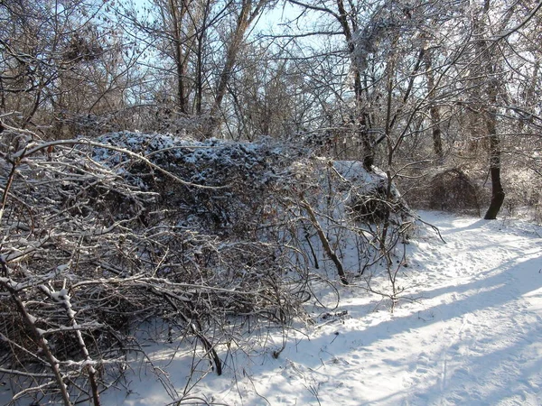 Taze bir kar halısının altında, akşam güneşinin ışınlarının içinden geçmeye çalıştığı kar beyazı orman çalılıklarıyla çevrili harika bir orman manzarası..