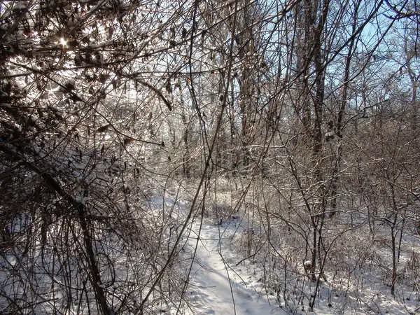 Güneş ışınlarının muhteşem manzarası orman ağaçlarının arasından geçip yeni çiğnenmiş karın beyaz halısında parlıyor..