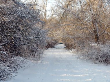 Taze bir kar halısının altında, akşam güneşinin ışınlarının içinden geçmeye çalıştığı kar beyazı orman çalılıklarıyla çevrili harika bir orman manzarası..