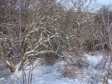 Ormanın derinliklerinde karla kaplı ağaçlardan oluşan bir panorama. Donmuş çimenler üzerinde ışıl ışıl parlayan güneş ışınları altında çalılıklar..