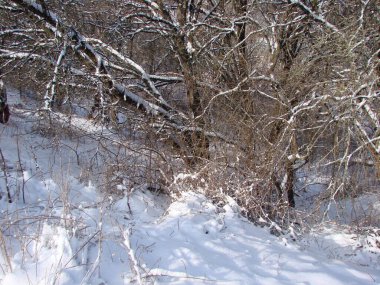Ormanın derinliklerinde karla kaplı ağaçlardan oluşan bir panorama. Donmuş çimenler üzerinde ışıl ışıl parlayan güneş ışınları altında çalılıklar..