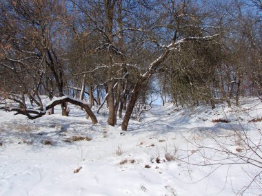 Ufuktaki mavi gökyüzünün arka planında karlı yamacı kaplayan bozkır orman kuşağının ağaçlarının ilginç bir görüntüsü..