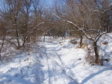 Ufuktaki mavi gökyüzünün arka planına uzanan bir orman yolu bir orman şeridi boyunca uzanır..