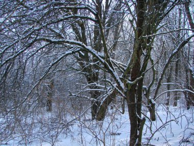 Güneşli kış aylarına bakıyorum. Mavi gökyüzü karla kaplı, donmuş orman ağaçlarının arasından..