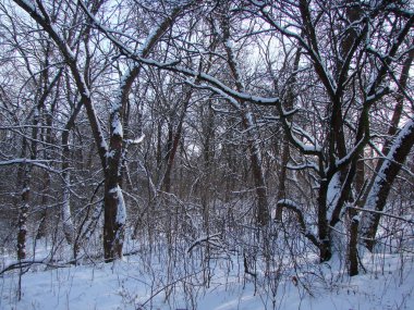 Ormanın çalılıklarında karla kaplı bir ormanın benzersiz doğal bir resmi. Soğuk akşam güneşinin altında ağaçların tepelerinden kırılıyor..