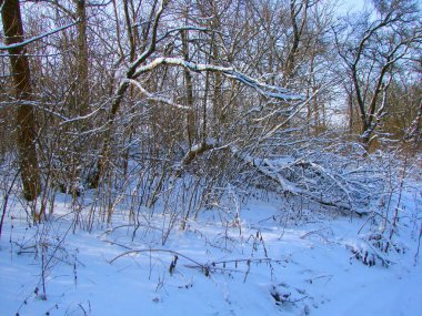 Uçsuz bucaksız güneşin altında, bozkır ormanlarının derinliklerindeki ağaçların eteklerindeki geçilemez kar yığınlarına bakmak çok hoş..