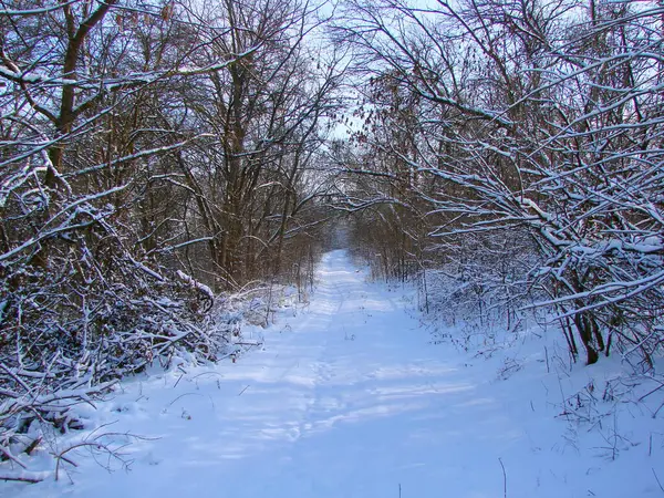 Taze yağmış karın ağırlığı altında dalların eğildiği ıssız bir orman yolunun inanılmaz manzarası..