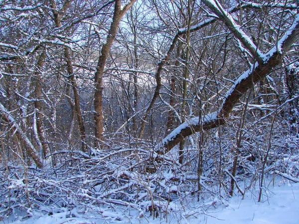 Güneşli kış aylarına bakıyorum. Mavi gökyüzü karla kaplı, donmuş orman ağaçlarının arasından..