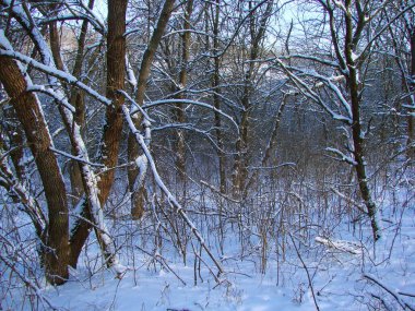 Ormanın çalılıklarında karla kaplı bir ormanın benzersiz doğal bir resmi. Soğuk akşam güneşinin altında ağaçların tepelerinden kırılıyor..