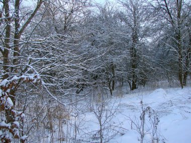 Ormanın çalılıklarında karla kaplı bir ormanın benzersiz doğal bir resmi. Soğuk akşam güneşinin altında ağaçların tepelerinden kırılıyor..