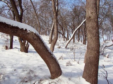 Kar örtüsü içinde kar örtüsü içinde kar kaplı çimenlerle kaplı muhteşem bir orman manzarası..
