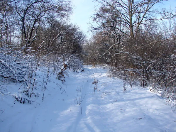 Uçsuz bucaksız güneşin altında, bozkır ormanlarının derinliklerindeki ağaçların eteklerindeki geçilemez kar yığınlarına bakmak çok hoş..