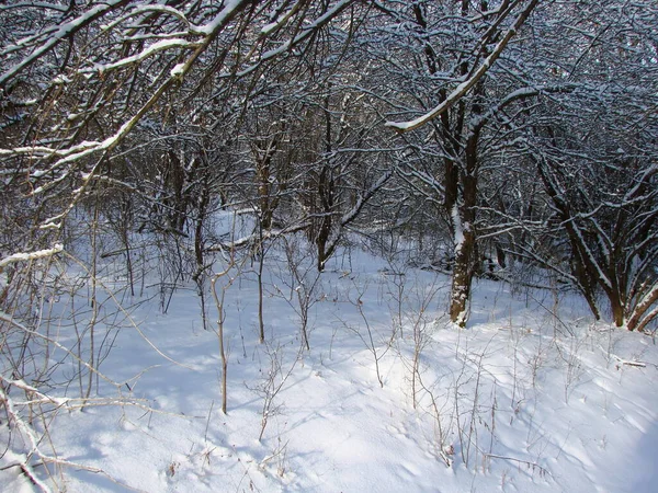 Uçsuz bucaksız güneşin altında, bozkır ormanlarının derinliklerindeki ağaçların eteklerindeki geçilemez kar yığınlarına bakmak çok hoş..