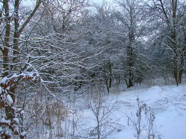 Ormanın çalılıklarında karla kaplı bir ormanın benzersiz doğal bir resmi. Soğuk akşam güneşinin altında ağaçların tepelerinden kırılıyor..
