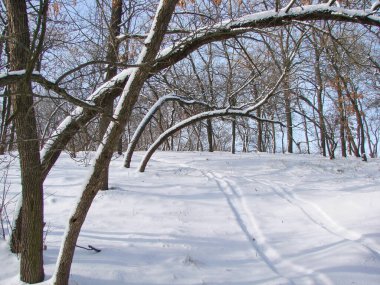 Karla kaplı ağaç gövdeleri akşam güneşinin ışınları altında, sert kış bozkırları tarafından neredeyse yere eğilmiş..