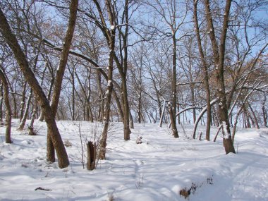 Uçsuz bucaksız güneşin altında, bozkır ormanlarının derinliklerindeki ağaçların eteklerindeki geçilemez kar yığınlarına bakmak çok hoş..