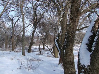 Karla kaplı ağaç gövdeleri akşam güneşinin ışınları altında, sert kış bozkırları tarafından neredeyse yere eğilmiş..
