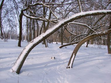 Karla kaplı ağaç gövdeleri akşam güneşinin ışınları altında, sert kış bozkırları tarafından neredeyse yere eğilmiş..