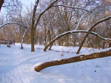Karla kaplı ağaç gövdeleri akşam güneşinin ışınları altında, sert kış bozkırları tarafından neredeyse yere eğilmiş..