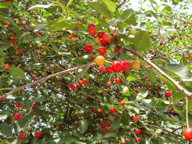 Gezginin eli, Zaporizhia kirazının ilk meyvelerinin tadını çıkarmak için uzanıyor..