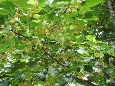 Yazın başında ıhlamur çiçeklerinin eşsiz doğal bir resmi. Yoldan geçenleri tatlı, tatlı bir kokuyla cezbediyor..