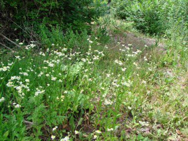 Vahşi papatya çiçeğinin manzarası Ukrayna bozkırlarının uçsuz bucaksız yeşil denizindeki beyaz adalara benzer..