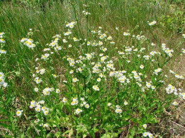 Vahşi papatya çiçeğinin manzarası Ukrayna bozkırlarının uçsuz bucaksız yeşil denizindeki beyaz adalara benzer..