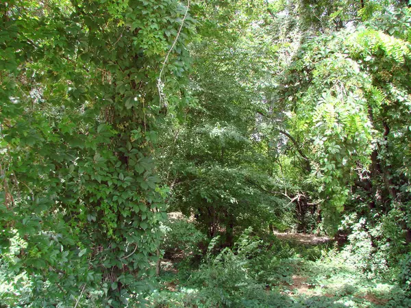 stock image The pleasant coolness in the shade of the forest strips saves the traveler from the scorching June Zaporizhzhya sun.