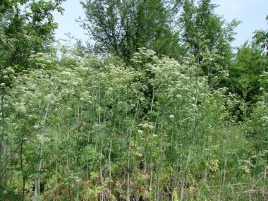 Yazın başında yemyeşil bozkır bitkisinin inanılmaz doğal bir resmi. Çevredeki genç ağaçları bile aşmaya çalışıyor..