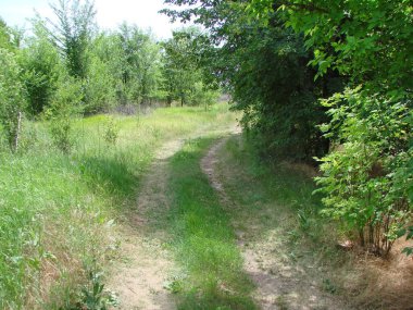 Sabah güneşinin altında, genç yeşil ağaçlarla çevrili bir orman kuşağında ayak basılmış bir patika..