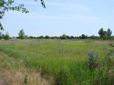 Yazın başlangıcında yemyeşil bozkır bitki örtüsü herkesi oturmaya ve yabani otların sarhoş edici kokusunun tadını çıkarmaya davet ediyor..
