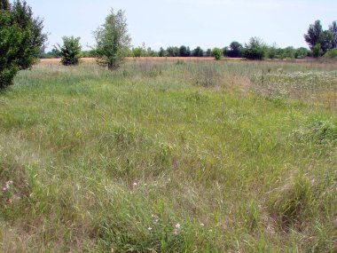 Yazın başlangıcında yemyeşil bozkır bitki örtüsü herkesi oturmaya ve yabani otların sarhoş edici kokusunun tadını çıkarmaya davet ediyor..