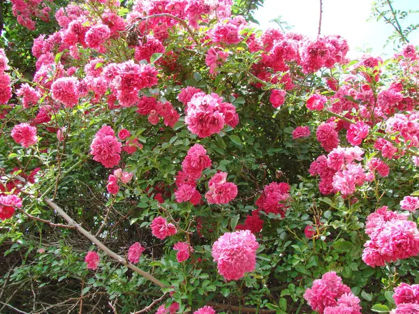 stock image The beauty of a wild rose in the rays of the morning sun can compete with the attractiveness of any artificially grown flower.