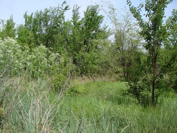 stock image An amazing natural picture of lush steppe vegetation at the beginning of summer, trying to surpass even the surrounding young trees.