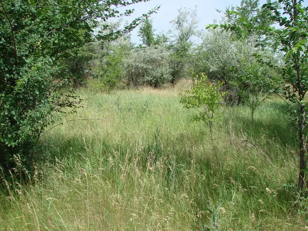 Bereketli bozkır yoncalarıyla kaplı bir orman manzarası mavi bir sabah gökyüzünün arka planında genç ağaçlarla çevrili.