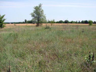 Zaporozhi bozkırlarının eşsiz görüntüsü ufuktaki mavi bulutlu gökyüzünün arka planına karşı..